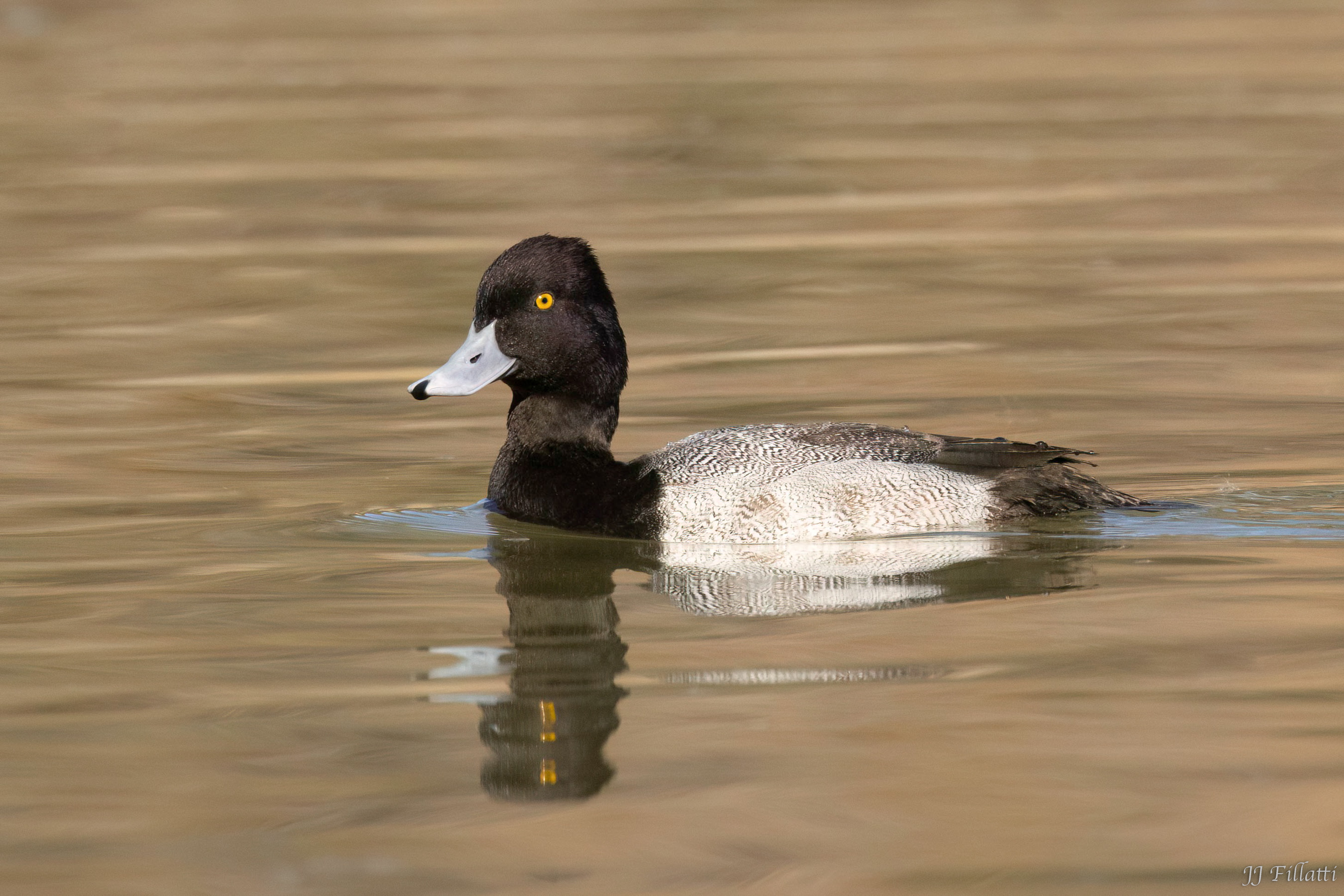 bird of California image 21